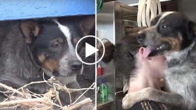 Photo of This Dog Lived Underneath A Dumpster For Almost A Year — Look At Him Now!