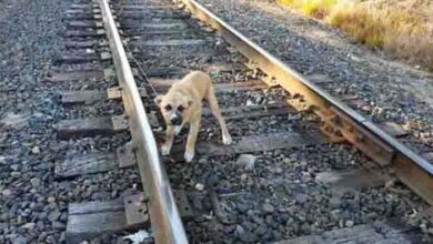 Photo of Dog Tied On Train Tracks Escapes Death After Man Saves Him