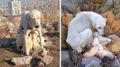 Photo of The motivational account of a dog who fought to provide for her puppies is called The Unbreakable Spirit of a Mother.