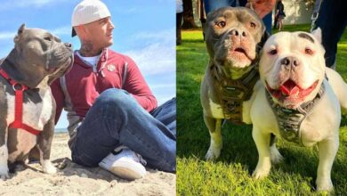 Photo of Pit Bull Brothers Sing To Their Deceased Dad After Getting Adopted