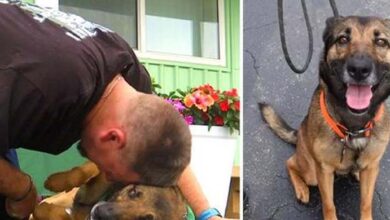 Photo of Dog Thrown From A Balcony Gets New Lease Of Life As Veteran’s Service Dog