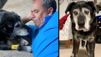 Photo of A Man Adopts A 16-Year-Old Dog, Ensuring That His Final Moments Be As Joyful As Possible