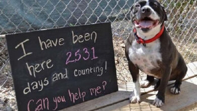 Photo of Lonely Dog Sits At A Shelter For 2.531 Days Waiting For One Human To Love Her