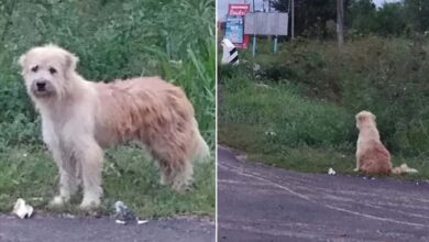 Photo of Dog Waits 4 Years In The Same Spot Until He Gets Reunited With Owners Who ʟᴏsᴛ Him