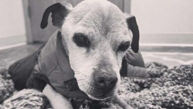 Photo of Lost Dog Found In South Carolina Passes Away After Reuniting With Owner 7 Years Later