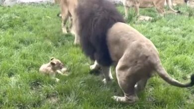 Photo of Fed-Up Lion Cub Finally Retaliates For His Dad Picking On Him