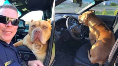 Photo of Cop Responds To Call About ‘Vicious’ Pit Bull On The Loose, Good Boy Hops In Police Car