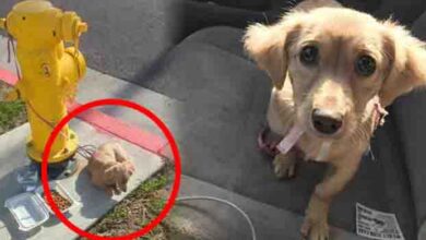 Photo of Puppy Left Tied To Fire Hydrant Was Too Sad To Even Lift Her Head