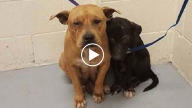 Photo of Two Frightened Pit Bulls Who Huddled Each Other At Shelter On Their Way To Brighter Future