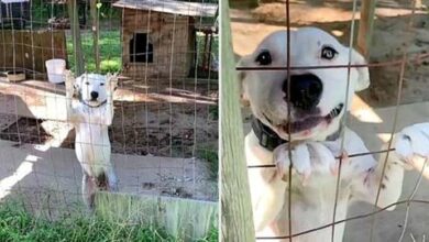 Photo of Dog Seeking Attention Wags Tail at Every Person in the Hope They’ll Set Him Free