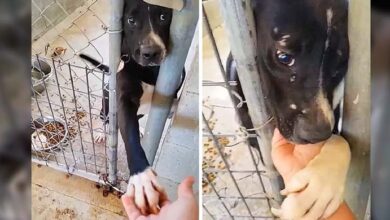 Photo of In Search Of Love And Human Warmth: This Dog Wants To Give Paw To Everyone Who Passes By His Cage