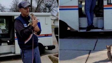 Photo of This little chihuahua wants no one but the postal worker whom she met once in her life