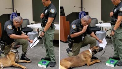 Photo of Playful Police K9 Can’t Contain His Excitement During His Swearing In Ceremony