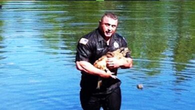 Photo of Brave Officer Dives Underwater To Save Trapped Dog Inside Drowning Truck