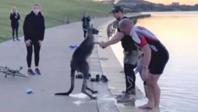 Photo of Kangaroo Shakes Hands With Rescuers After They Save Him From The Water