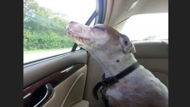 Photo of Heartbreaking: Old Dog Smiles on His Last Car Ride, Leaving the World in Tears