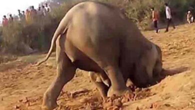 Photo of A mother never forgets: Elephant spends 11 hours desperately trying to pull her baby free from muddy well