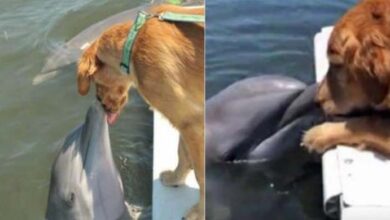Photo of Dolphin Comes Up For Sloppy Golden Retriever Kisses