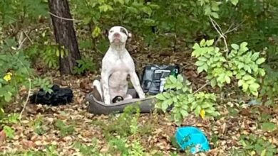Photo of Puppy Abandoned In Forest With All His Belongings Waits For Someone To Notice Him