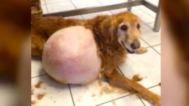 Photo of Police Find Sad Golden Lost On The Beach, With His Massive Lump