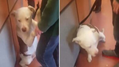 Photo of Dog Faints as He Discovers His Family Is Relinquishing Him to a Shelter!