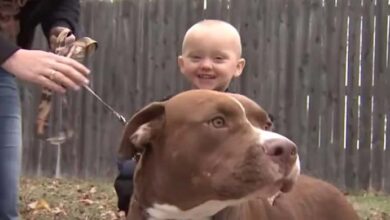 Photo of Days after adopting pit bull he wakes mom up at night and leads her to toddler’s room