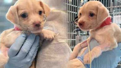 Photo of Sick Puppy Abandoned On Cold Streets Of Boston Survives And Is Now Ready For A Forever Home