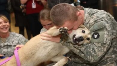 Photo of Old dog cries tears of joy at owner’s return from war