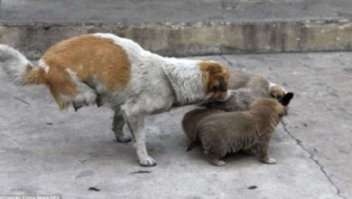 Photo of Two-Legged Stray Momma Cares For Her Homeless Family