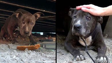 Photo of Deserted Dog Rotting Away For 9 Years Sees A Glimmer Of Hope In Her Final Days