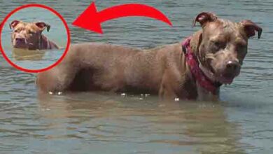 Photo of Texas Dog Swims for Several Miles to Safety After Falling Off Boat and Reunites with Owner