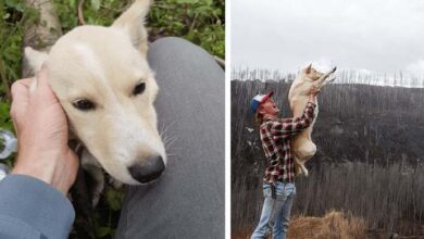 Photo of Dog With Broken Legs Saved By Man Who Found Her In The Woods