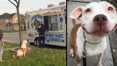 Photo of Pit Bull Waits Patiently In Line To Buy Ice Cream