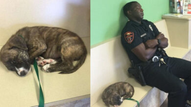 Photo of After a long night on the job, a cop rescues a stray puppy from the streets, takes her to the hospital, and never leaves her side.