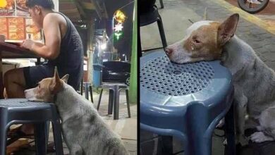Photo of Hungry Dog Rests His Head on a Chair in a Restaurant; Waiting for Food to Be Given to Him