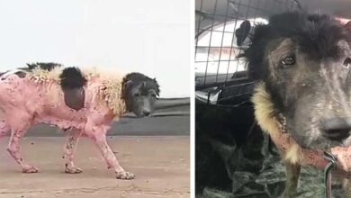 Photo of Abandoned Dog Ran Over And Cried When She Recognized Her Neighbor