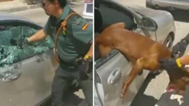 Photo of Police Break Window To Save Dog From D.y.i.n.g In Overheated Car