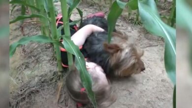 Photo of Cops follow sound of barking in a cornfield and find a miss ing child being protected by a dog