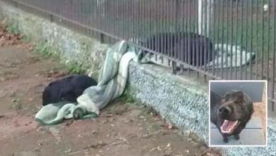 Photo of Rescue Dog Takes Her Blanket Outside To Warm Up A Freezing Stray Pup