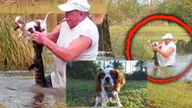 Photo of 74-Year Old Man Jumps Into The Water to Save His Dog From Jaws of Alligator