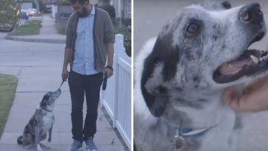 Photo of Man Saves Senior Dog From Shelter, One Day While Walking He Stops And Stars Up T Him