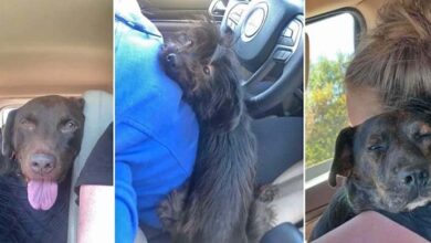 Photo of Woman drives four hours to a shelter to save a dog ends up with three