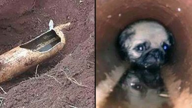 Photo of This Terrified Puppy Spent 6 Hours Stuck inside a Pipe has been Rescued After a Police Officer Dug 2 Holes in a Garden and a House to Pull Him Out