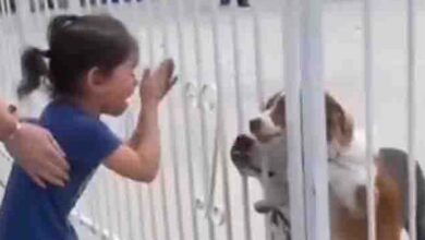 Photo of Little Girl Can’t Stop Crying After Reunion With Lost Pet Dog