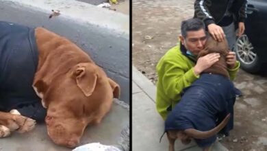 Photo of Family cries when they are reunited with their lost puppy, who spent 5 months living on the street