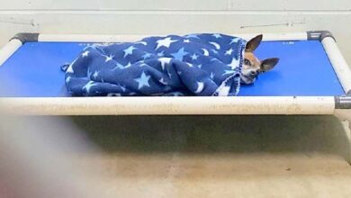 Photo of Old Dog Moved To Shelter After Owner’s Death, Tucks Himself & Cries To Sleep Daily