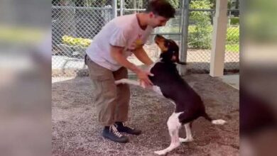 Photo of Lσudest Dσg At Shelter Is Stunned Silent When He Sees His Dad Again