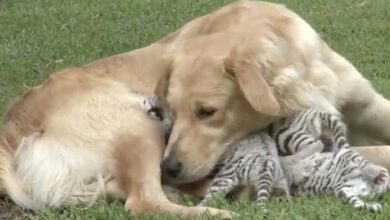 Photo of A Mama Abandoned Her Babies, But A Golden Retriever Stepped In To Help
