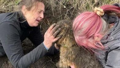 Photo of Dog Buried Alive For 18 Hours Rescued In A Dramatic Search