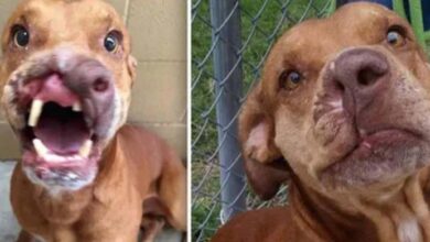 Photo of Dog with Damaged Face Rescued from Abusive Owners Receives Life-Saving Surgery !
